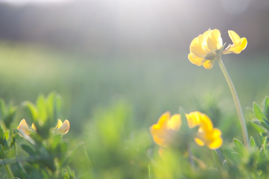 Primavera (5552560002)