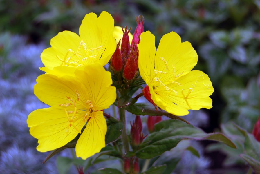 Primrose