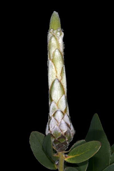 Protea aurea subsp. potbergensis 0282