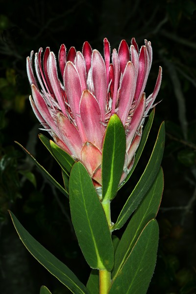 Protea compacta 0345
