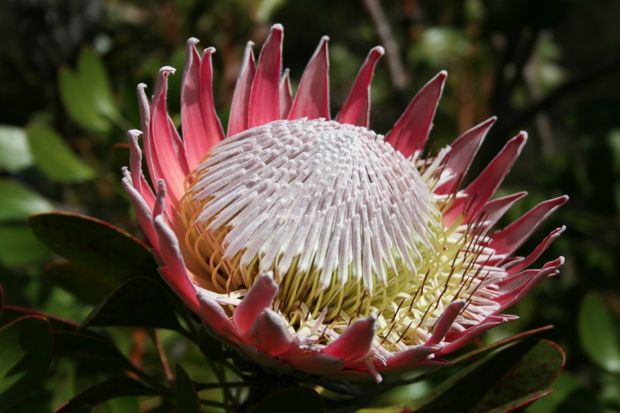 Protea cynaroides MS 9113