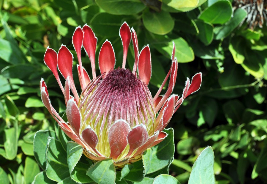 Protea eximia flower