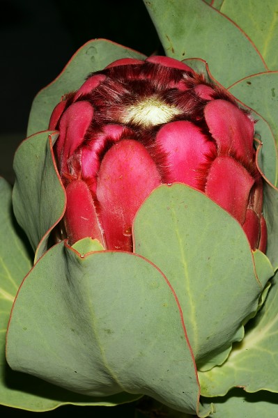 Protea grandiceps 1DS-II 3-5554