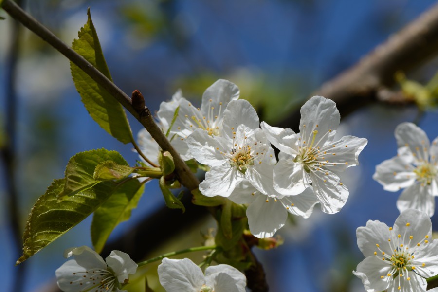 Prunus avium subsp. duracina Blüten 20150423 01