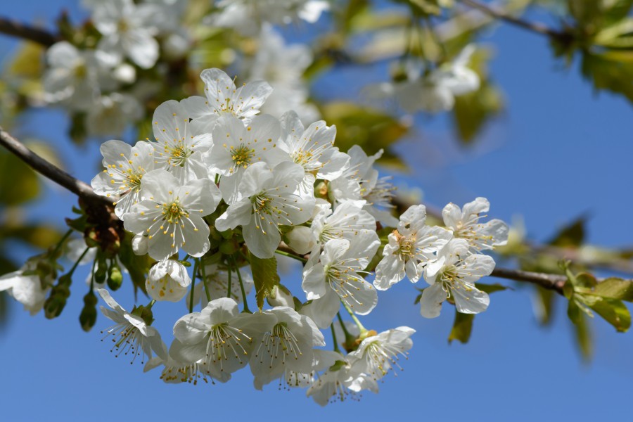 Prunus avium subsp. duracina Blüten 20150423 02