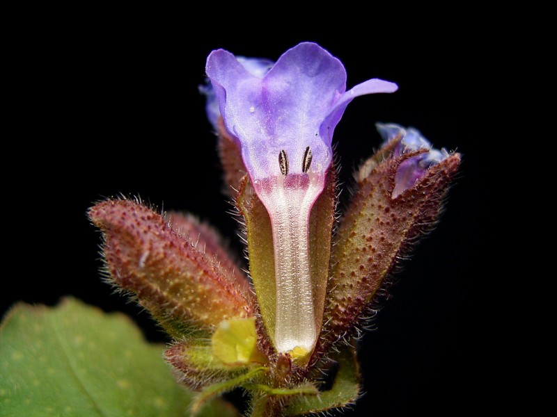 Pulmonaria officinalis 03 ies