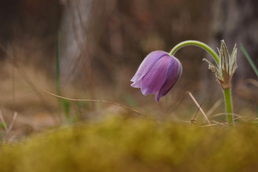 Pulsatilla patens (L.) Mill