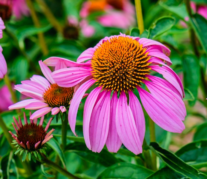 Purple Coneflower NBG LR