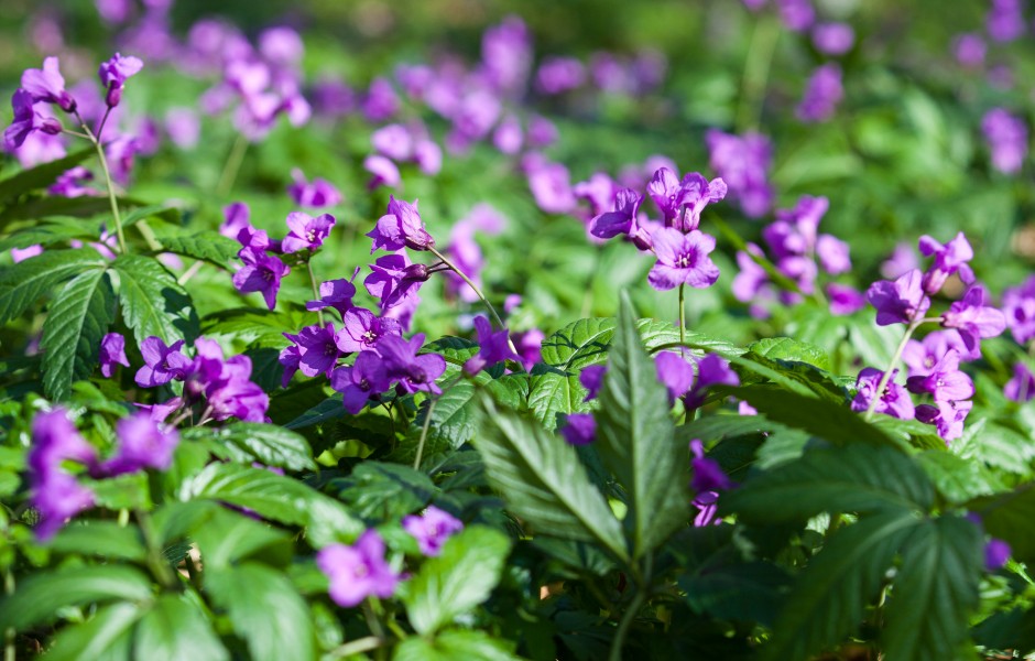 purple flowers in a forest in Lviv region of Ukraine in March 2014, picture 1/4