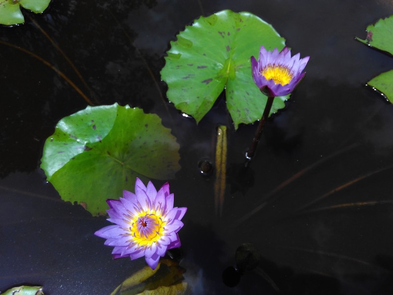Purple Nymphaeaceae