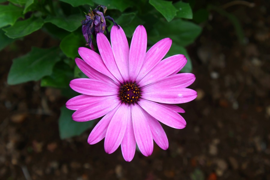 Purple osteospermum