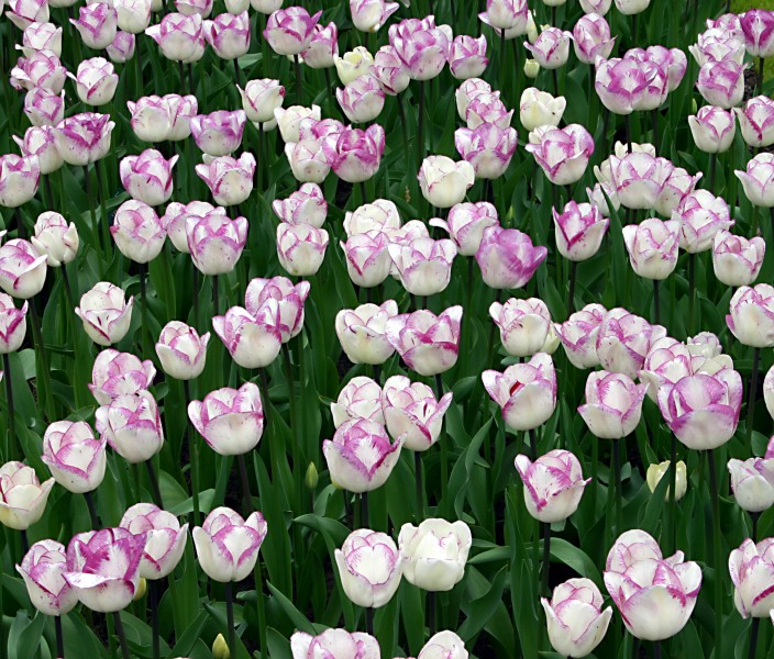 PurpleWhiteTulips