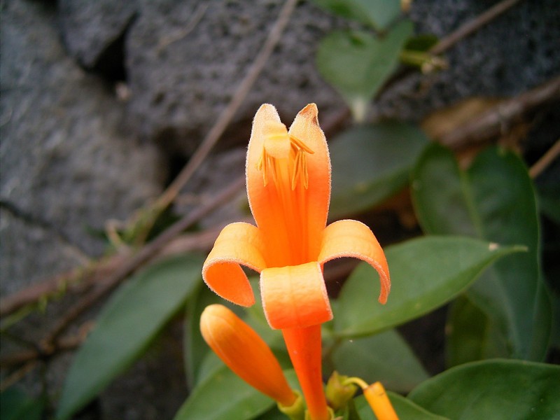 Pyrostegia venusta (Barlovento) 03 ies