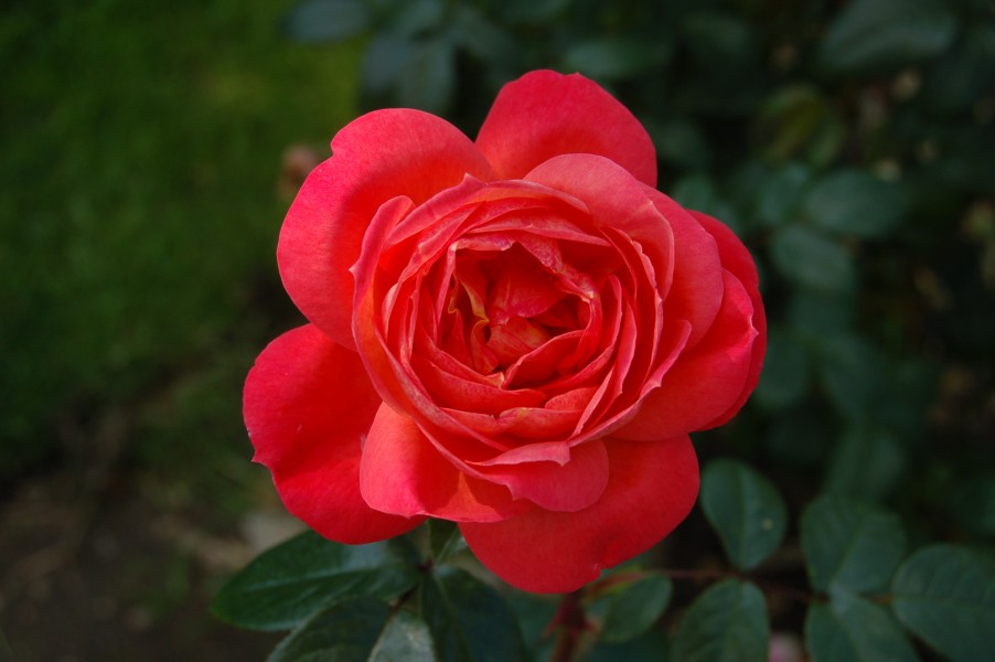 Queen of Hearts (Kordes 2008)