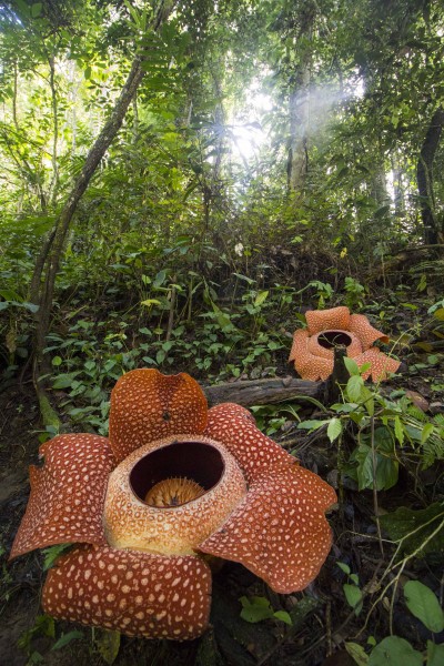 Rafflesia arnoldii Bengkulu 01