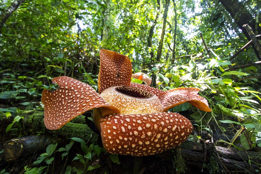 Rafflesia arnoldii Bengkulu 02