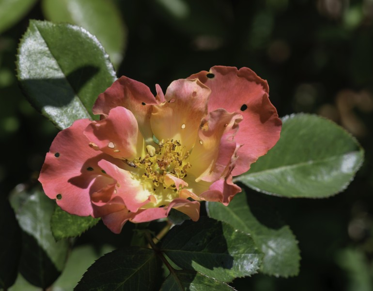 Rainbow Sorbet Rose NBG LR