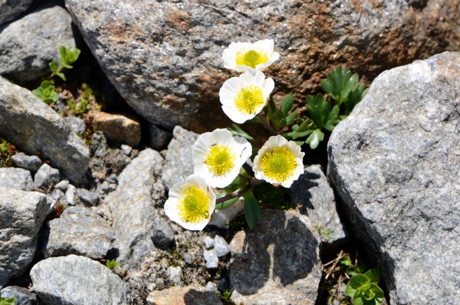 Ranunculus glacialis rubble