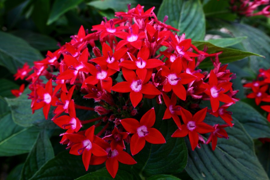 Red-star-flowers - Virginia - ForestWander