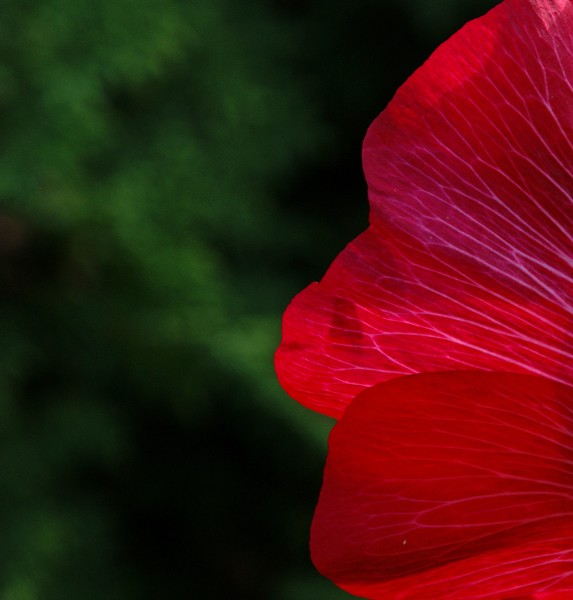 Red (2817116785)