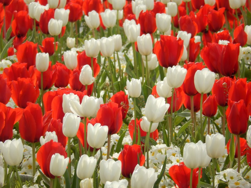 Red and white (17015563888)