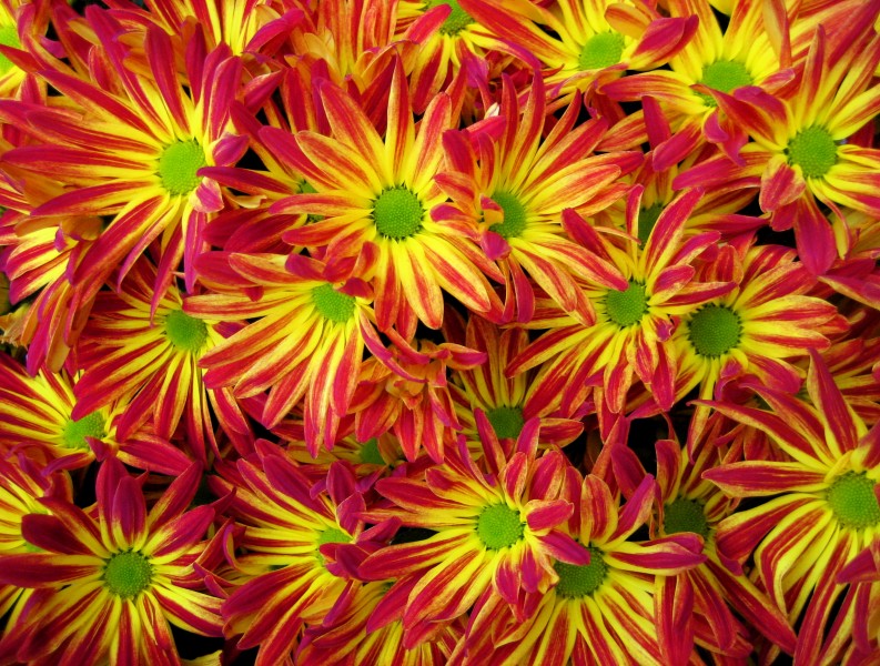 Red and yellow Chrysanthemums