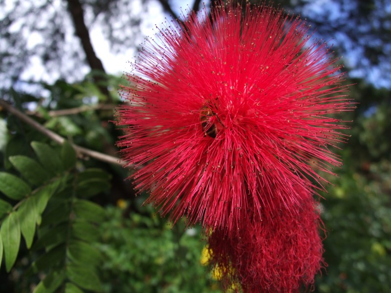 Red powder puff