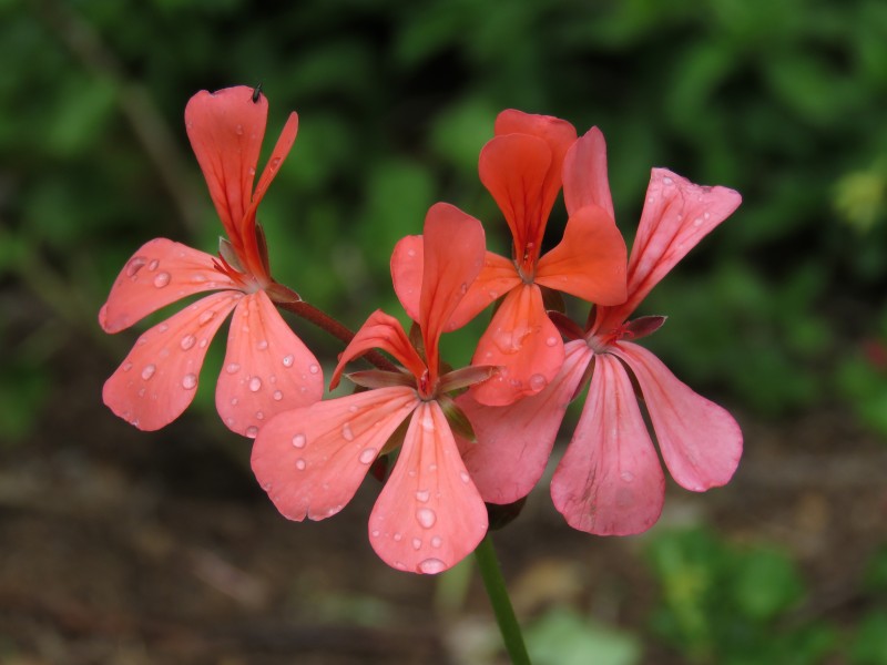 RedFlowers SA