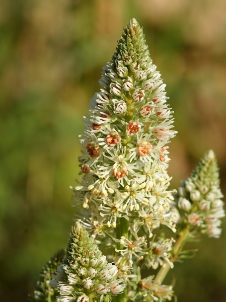 Reseda alba (flower spike)
