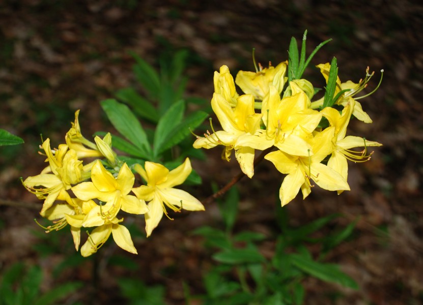 Rhodedendron Luteum, Vrhek, Slovenija
