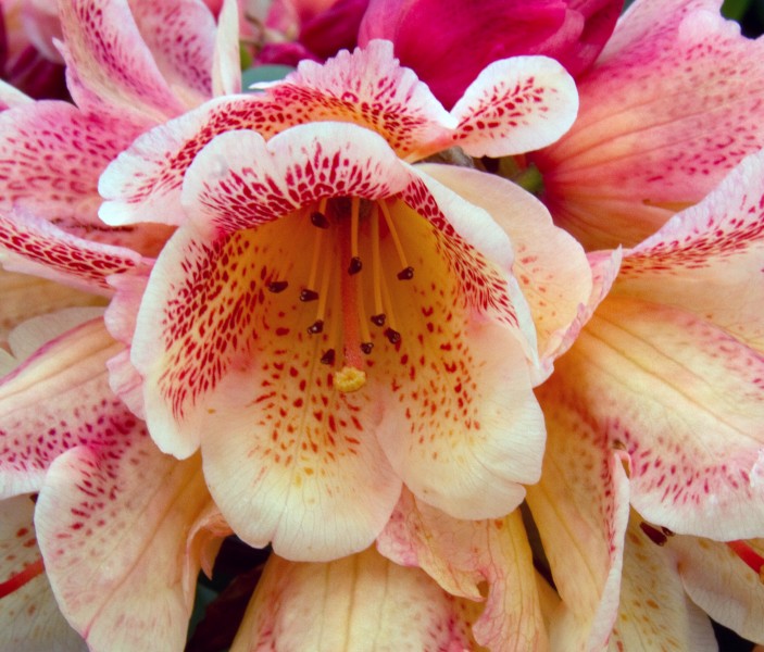 Rhododendron (8771186709)