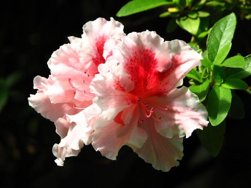 Rhododendron 'Professeur Wolters' 02