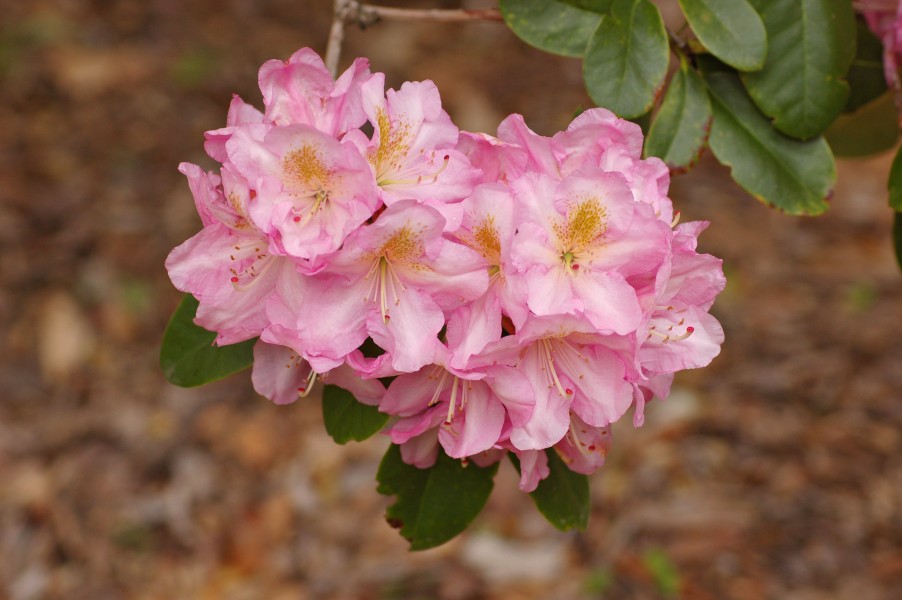 Rhododendron 'Unk-139' Flowers
