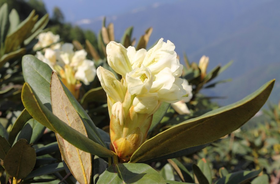 Rhododendron caucasicum at Rosa Khutor