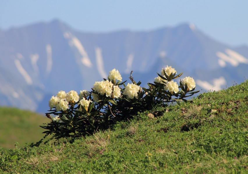 Rhododendron caucasicum in Sochi1