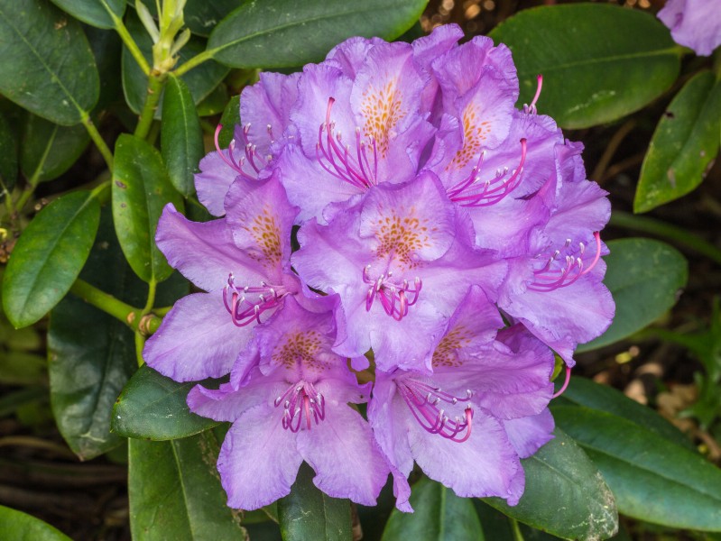 Rhododendron ponticum actm 03