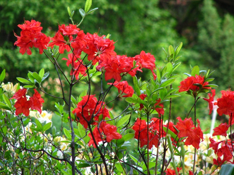 Rhododendron sp. 024