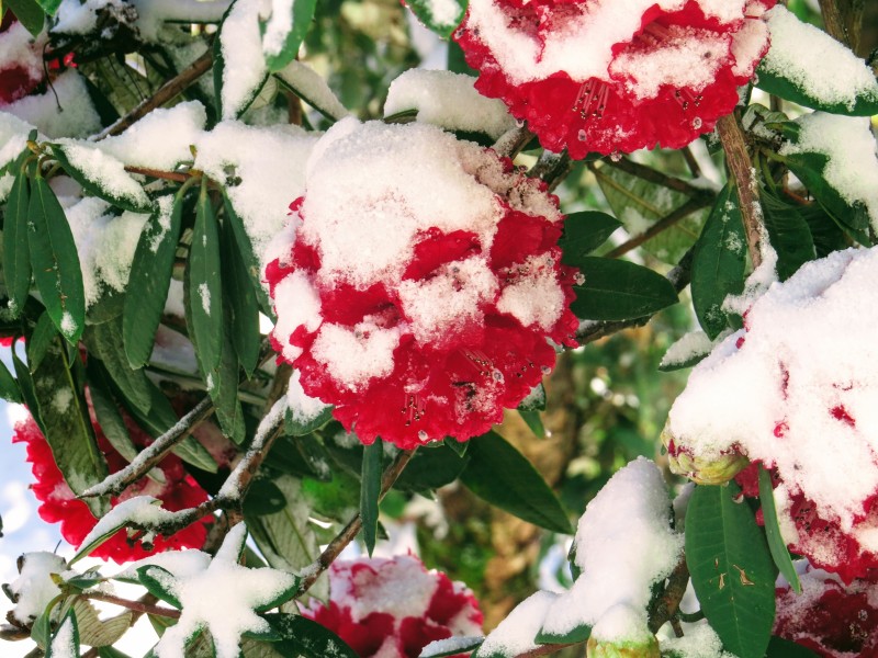 Rhododendrons611