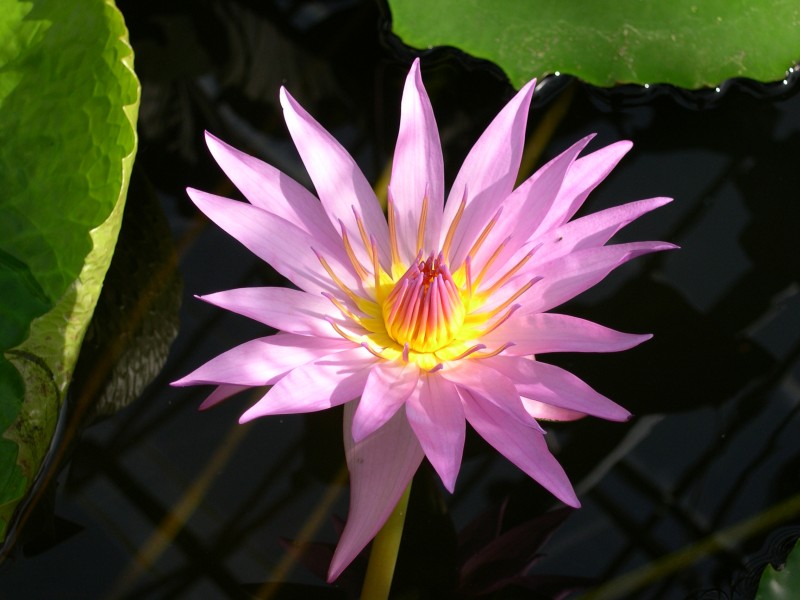 RHS pink lily