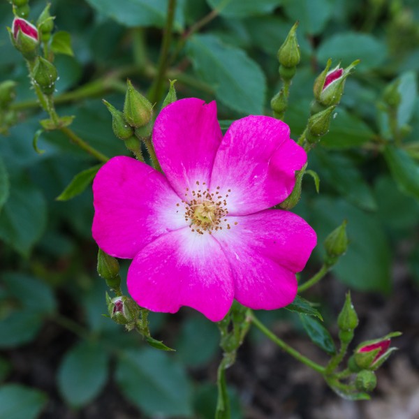Rosa. Onbenaamde cultivar (actm) 02