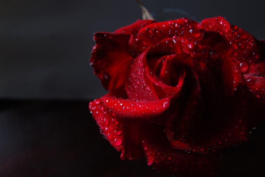 Rosa (3087390578)