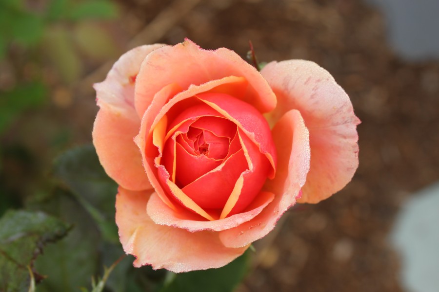 Rosa 'About Face'