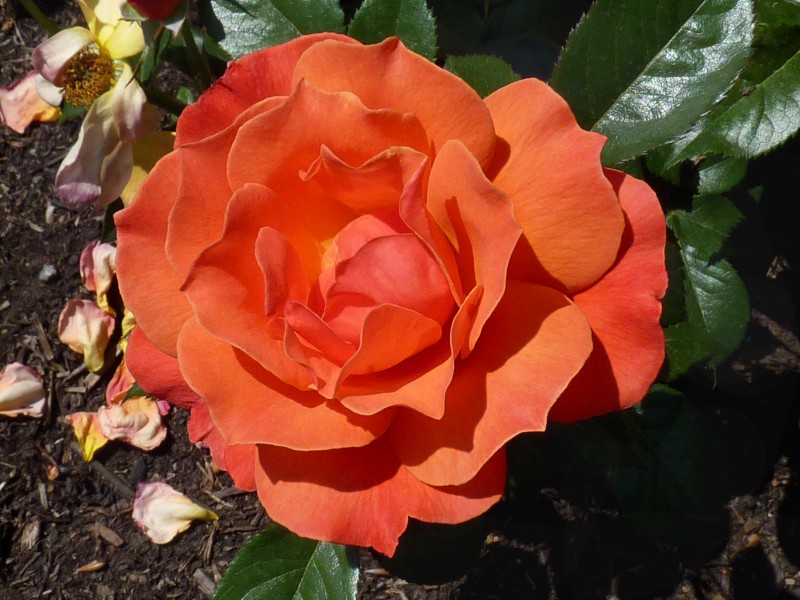Rosa 'Fellowship' J1