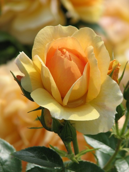 Rosa 'Hansestadt Rostock' 03