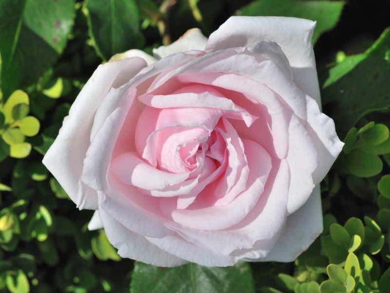 Rosa 'La Nina' qtl1