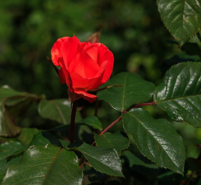 Rosa 'La Sevillana'. Locatie, Tuinen Mien Ruys in Dedemsvaart