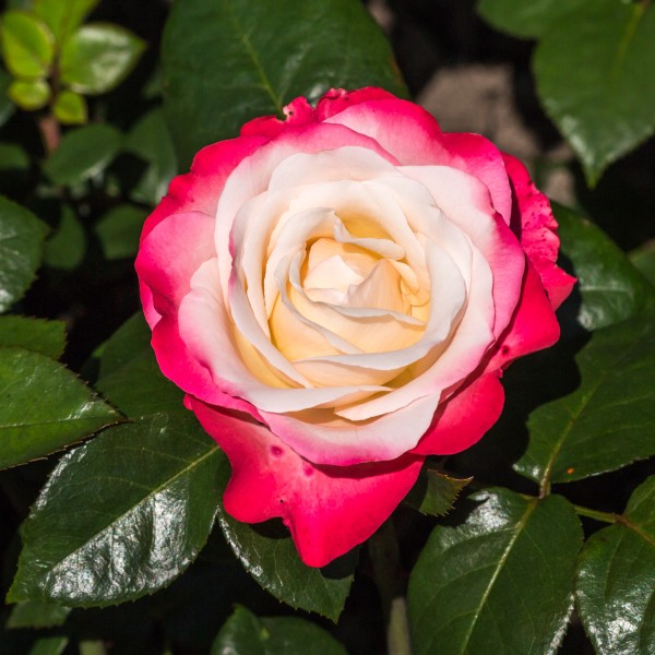 Rosa 'Nostalgie' (d.j.b) 02