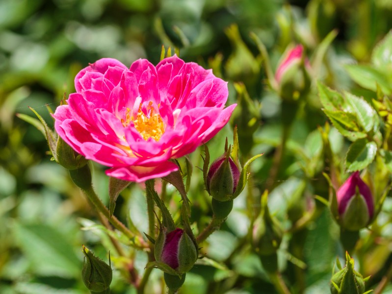 Rosa 'Pea Glow' (d.j.b) 02