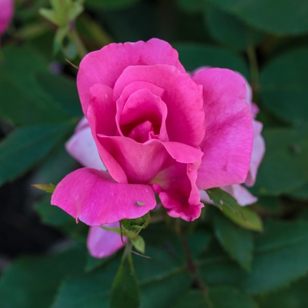 Rosa 'Pink Knock Out' (actm) 01