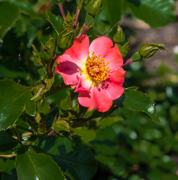 Rosa 'Relax' (actm)